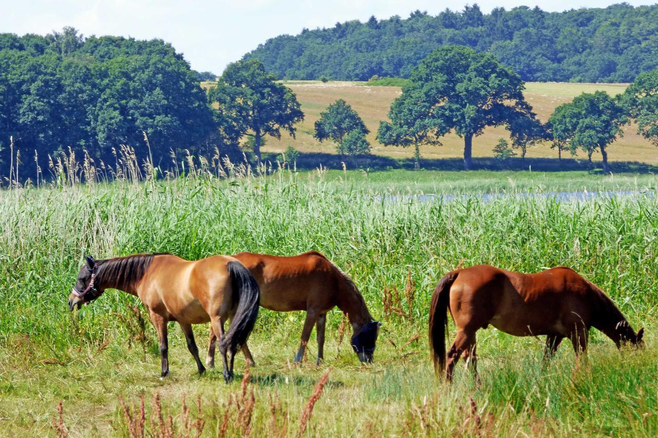 Selliner Ferienwohnungen Exterior foto